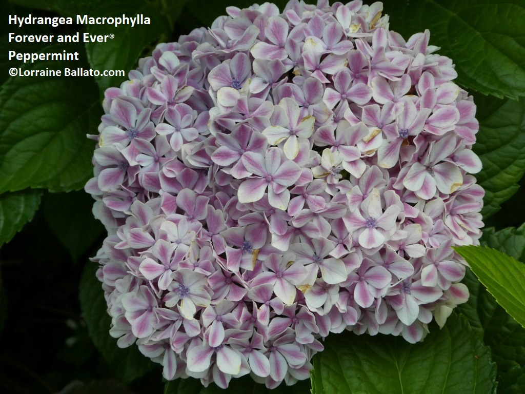 Hydrangea Forever and Ever® Peppermint with weak color