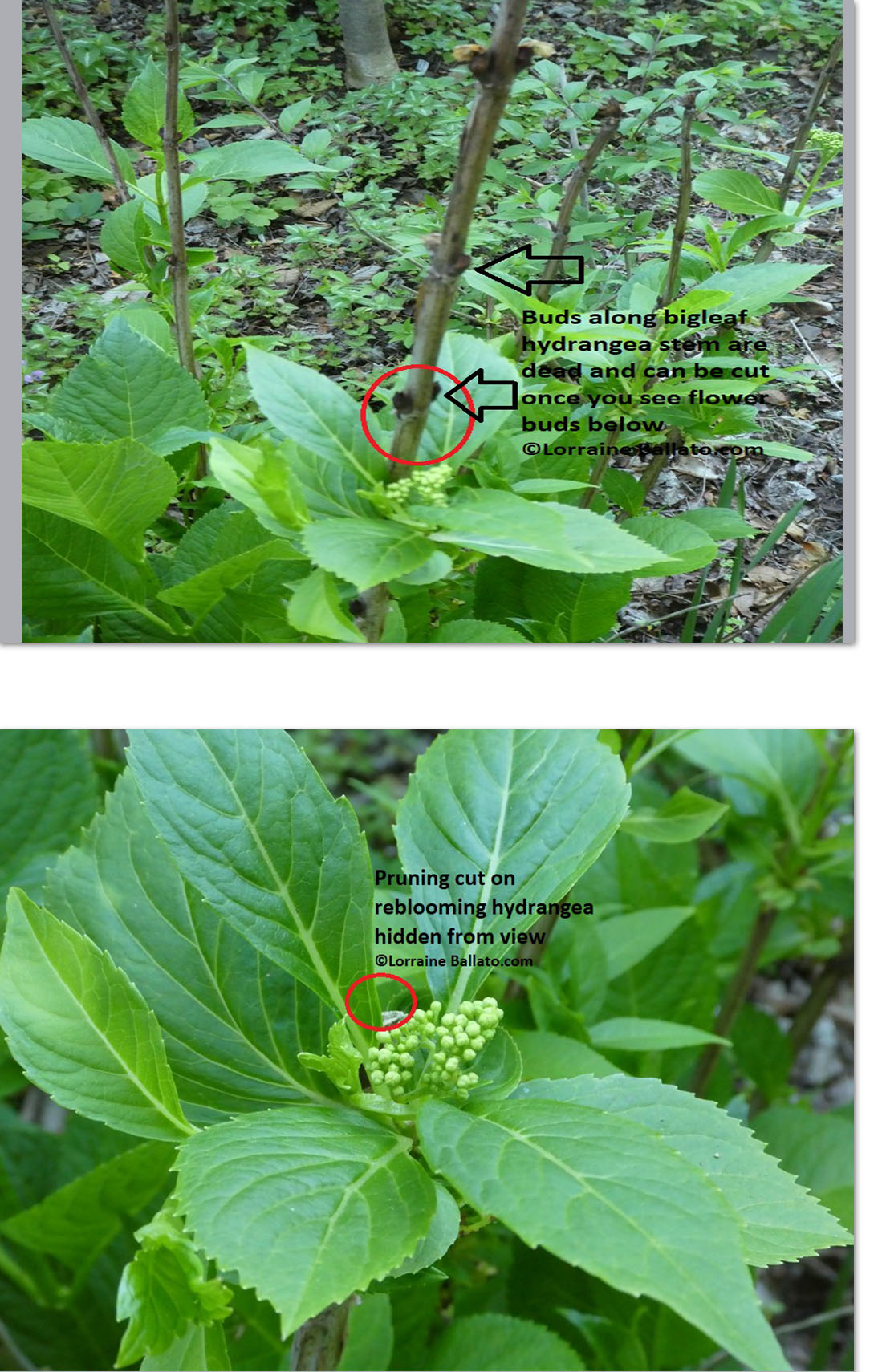 Collage showing when to prune dead tips from hydrangeas