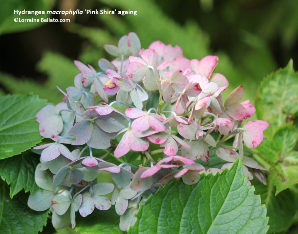 Hydrangea macrophylla 'Pink Shira' late season colors