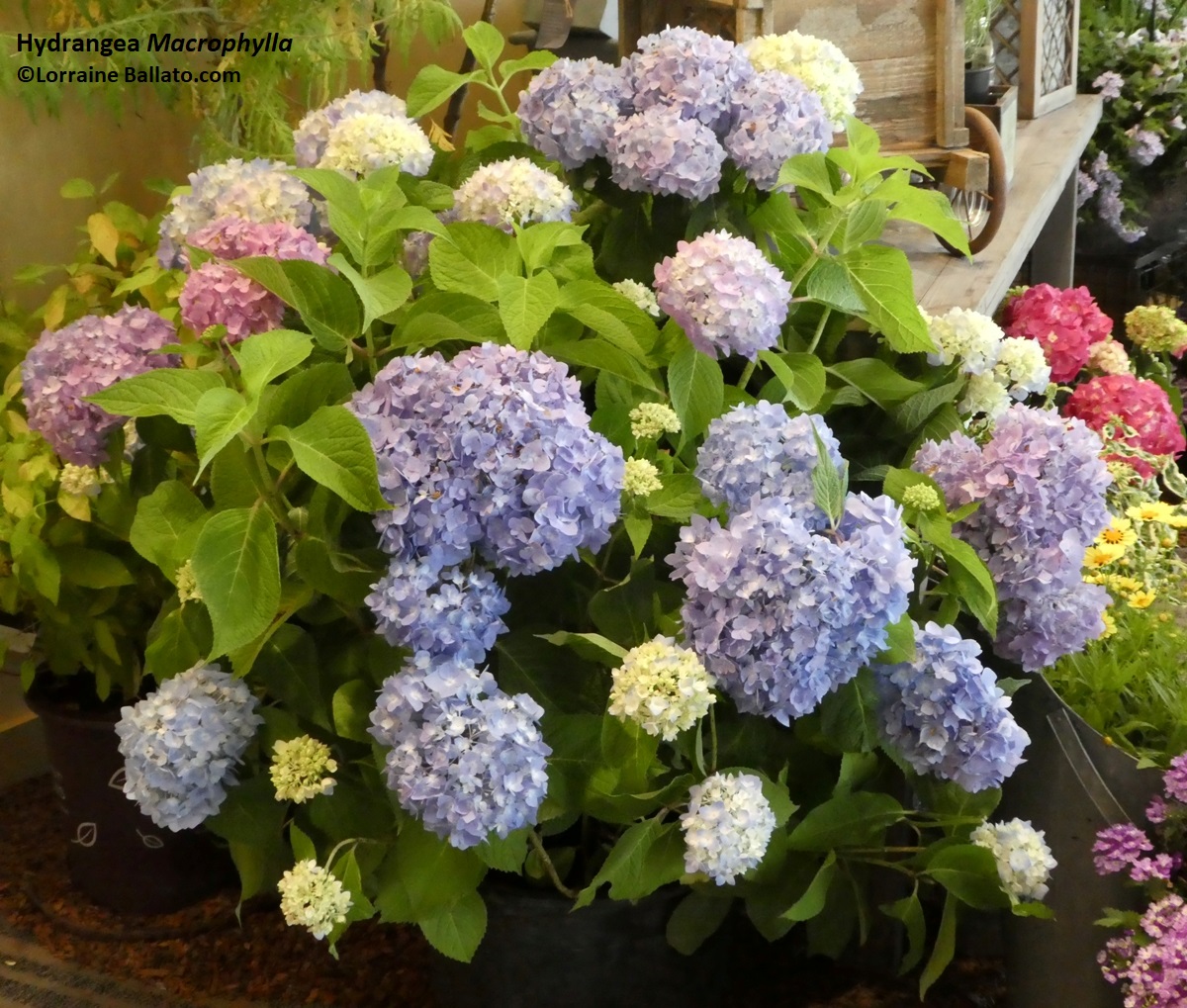 TRANSPLANTING HYDRANGEAS Lorraine Ballato