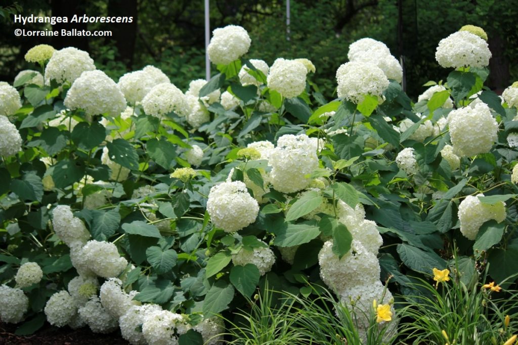 Woodland hydrangea in full flower