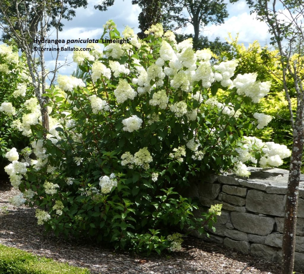 Hydrangea paniculata flowers emerging white