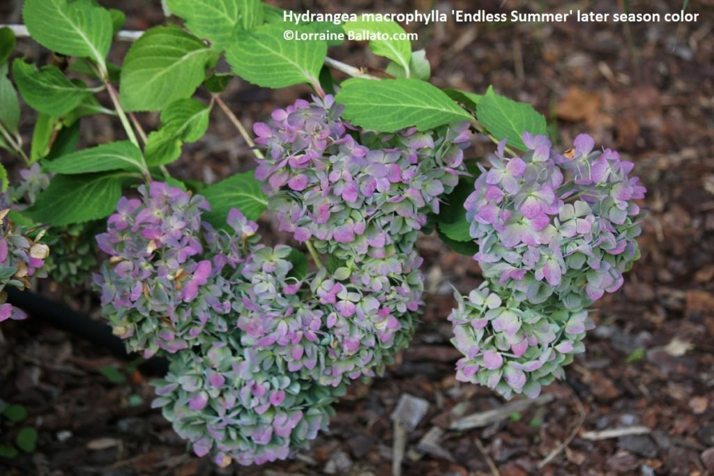 Big leaf hydrangea 'Endless Summer' shows great color as the flowers age