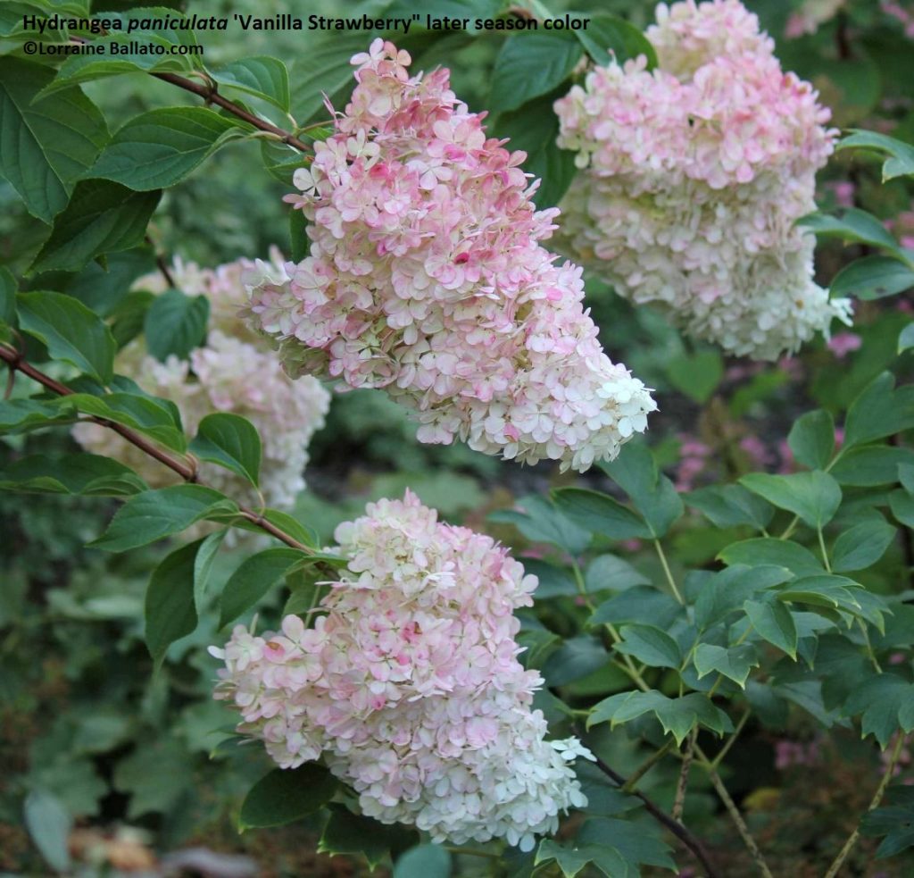 Hydrangea paniculata 'Vanilla Strawberry" on its way to a raspberry late season color