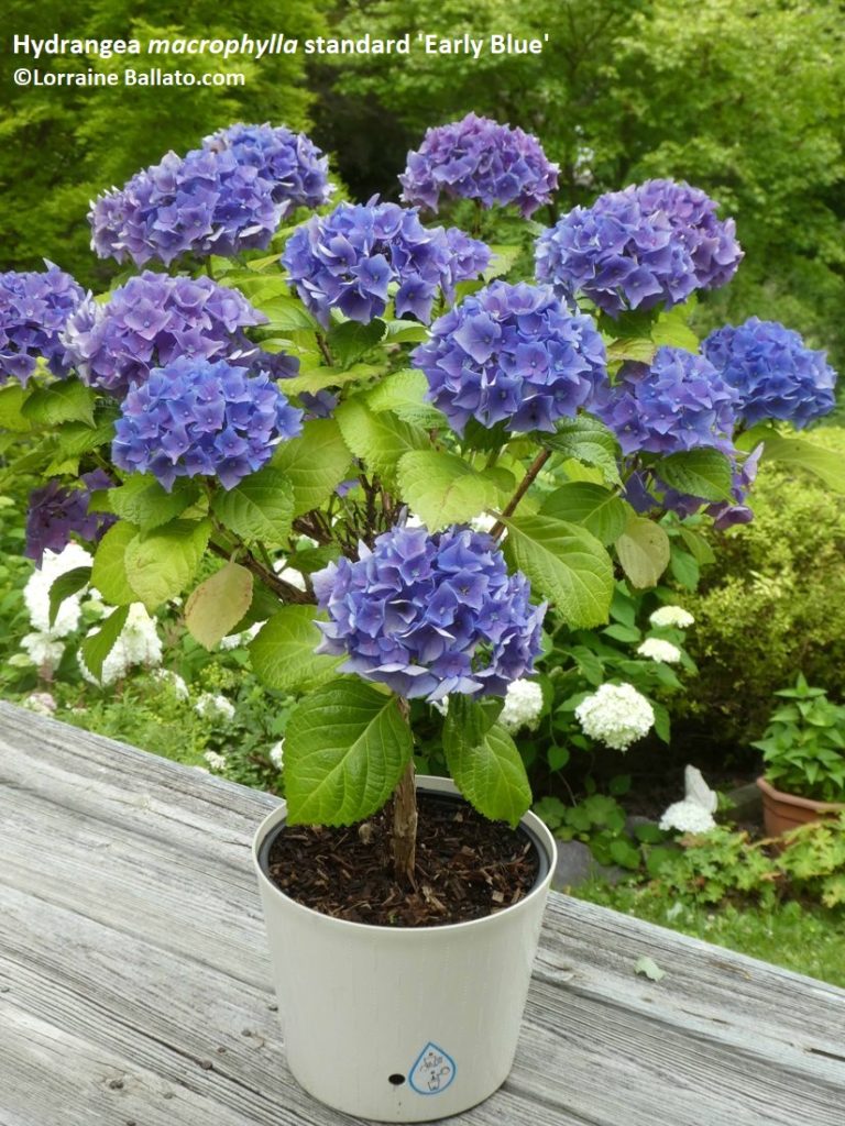Hydrangea macrophylla standard 'Early Blue' in peak flower mode