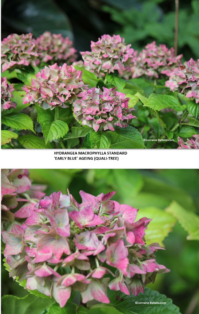 Hydrangea macrophylla standard 'Early Blue' with late season flower colors