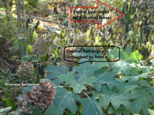 Oakleaf Hydrangea After FreezingTemps With Bigleaf Hydrangea Behind