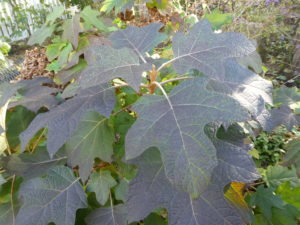 Oakleaf Hydrangea Untouched by Freezing Temps