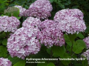 Hydrangea Arborescens Invincibelle Spirit II
