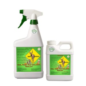 Deer Defeat deer repellent is good for late season hydrangea care.