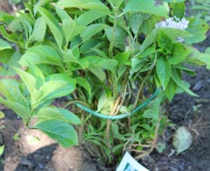 Hydrangea tied with a bungee cord to keep it from separating