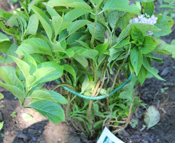 Hydrangea tied up with a bungee cord to keep it together before transplanting.