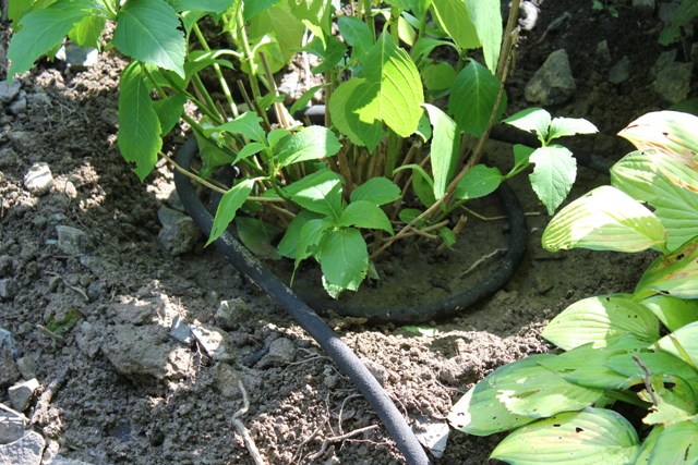 Transplanted hydrangea with soaker hose for irrigation