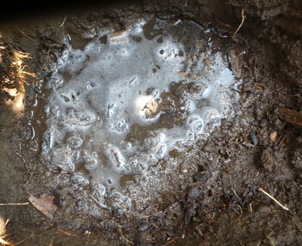 Receiving hole for transplant with water for "puddling in."