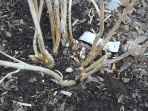 Bigleaf hydrangea after trunk unclogged