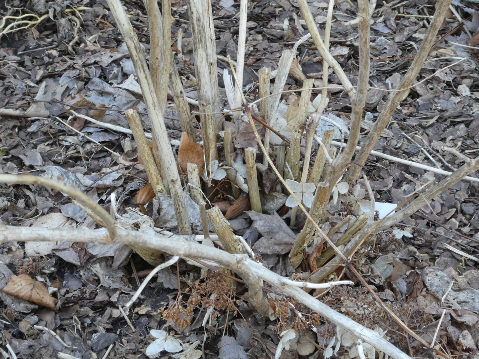 TIME TO PRUNE OLD WOOD HYDRANGEAS Lorraine Ballato