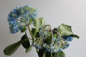 Hydrangeas drooping when cut