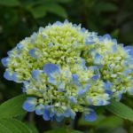 Hydrangea flower newly emerging