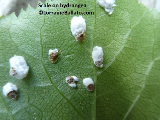 Female Scales on climbing hydrangea
