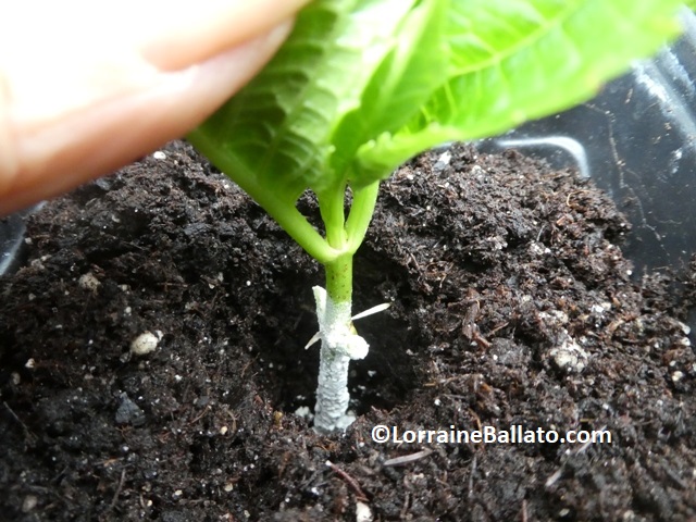 Gentle placement of hydrangea cutting into nursery pot