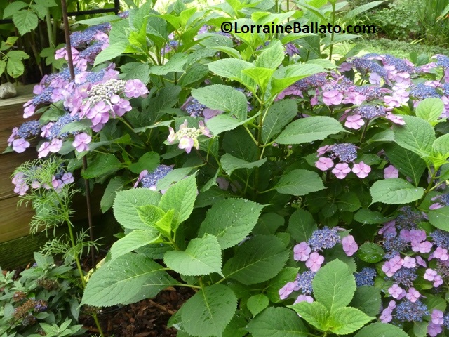 New Growth on Hydrangea Serrata Tuff Stuff Hides Flowers