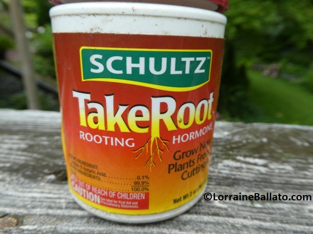 One commercially available rooting hormone