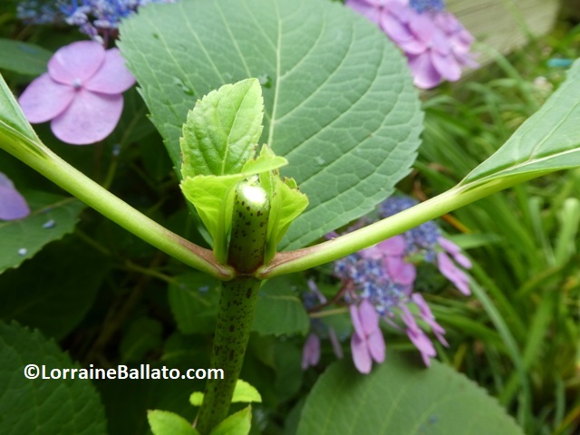 Hydrangea stem cut just above leaf nodes to create two new flowers for next season