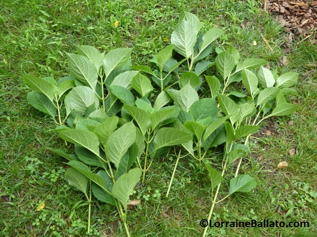 Hydrangea cuttings from mid-season pruning