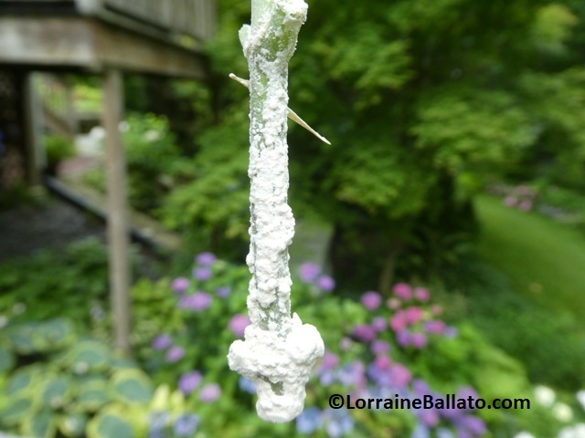 Hydrangea cutting coated with rooting hormone