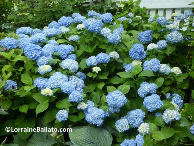 Blooming Bigleaf Hydrangea