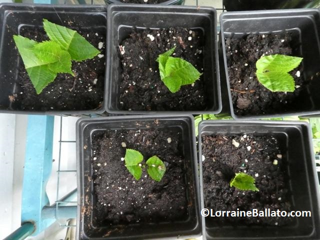 Hydrangea cuttings rooting in pots