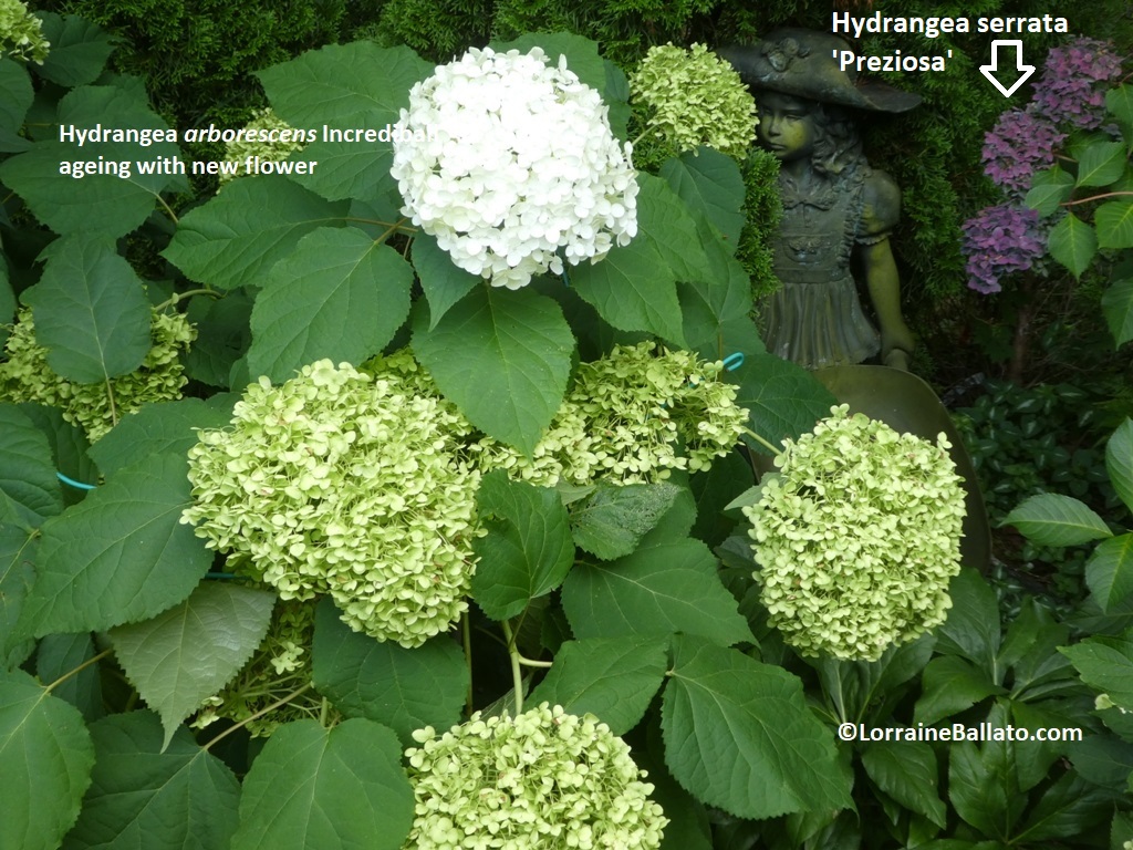 Woodland/Smooth Hydrangea 'Incrediball' turning gree while also making more flowers