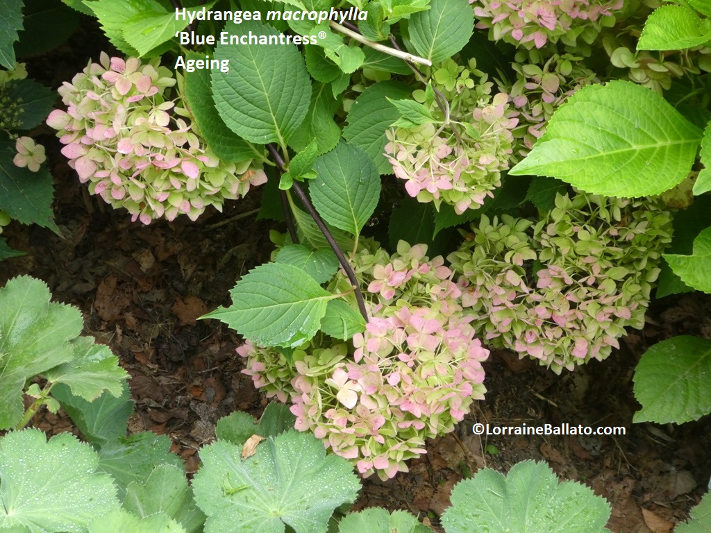 Big Leaf hydrangea 'Blue Enchantress' Ageing