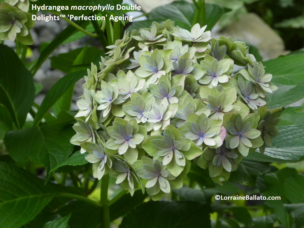 Big Leaf Hydrangea Double Delights 'Perfection" Ageing