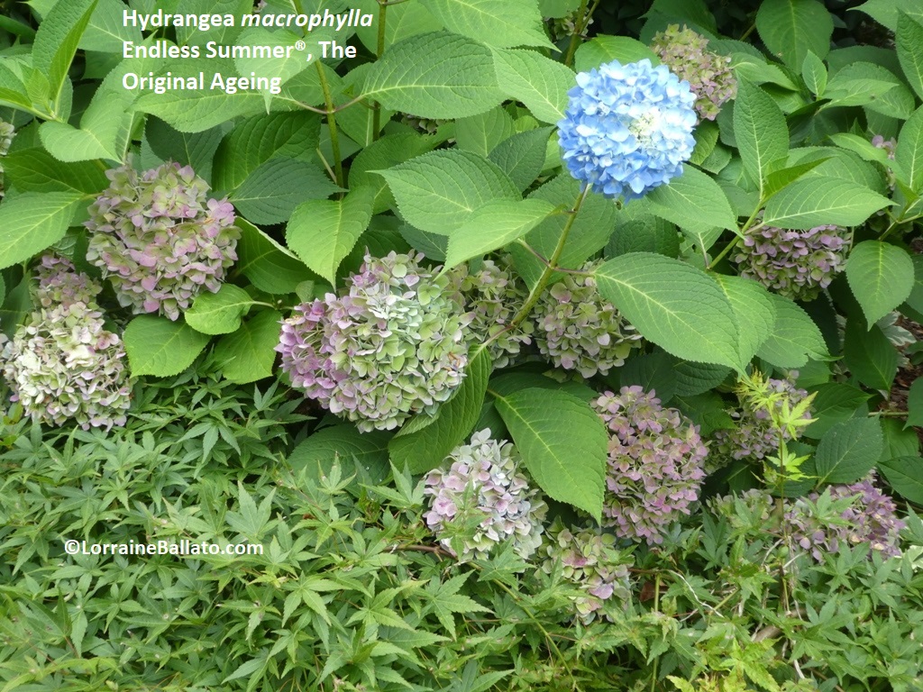 BigLeaf Hydrangea Late Season Color Still Making New Flowers