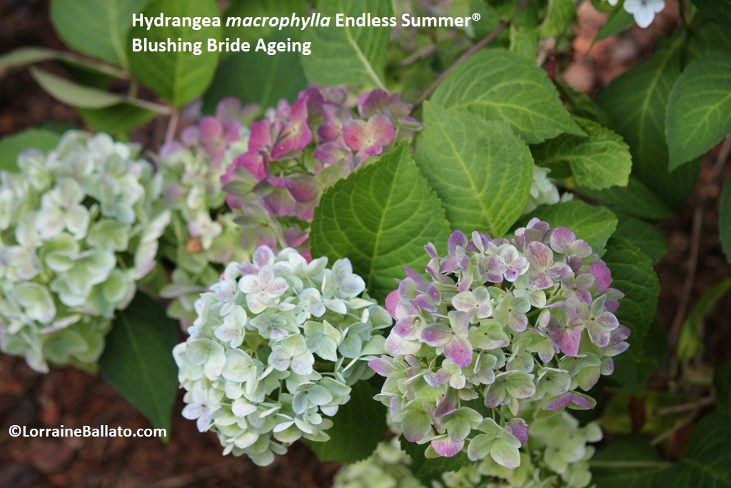 Big Leaf Hydrangea Endless Summer 'Blushing Bride' Ageing