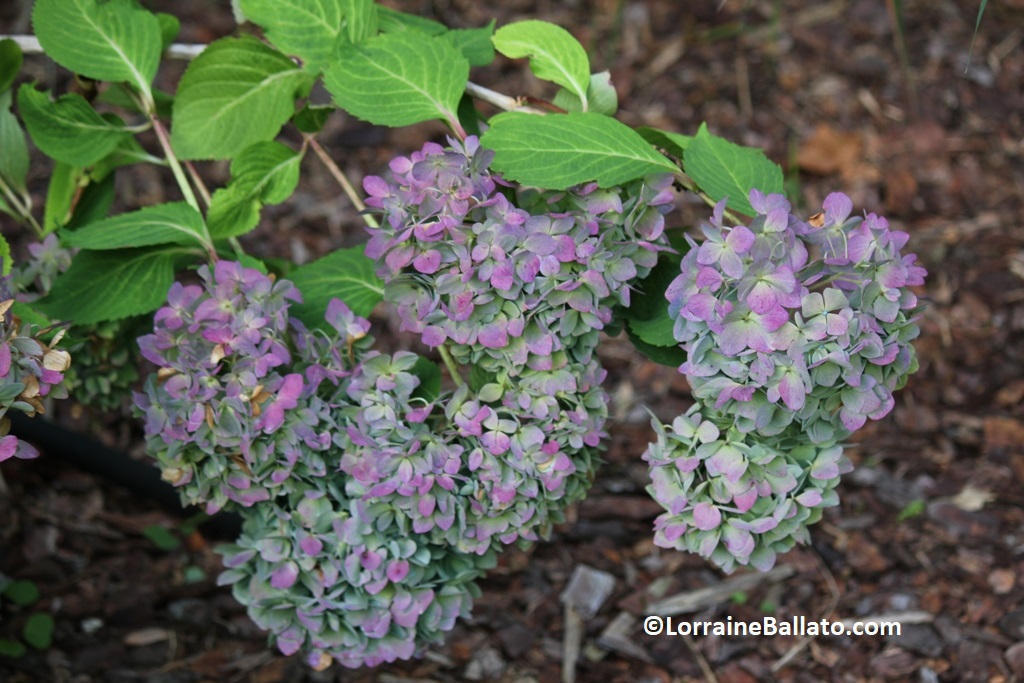 Big Leaf Hydrangea In Its Autumn Colors