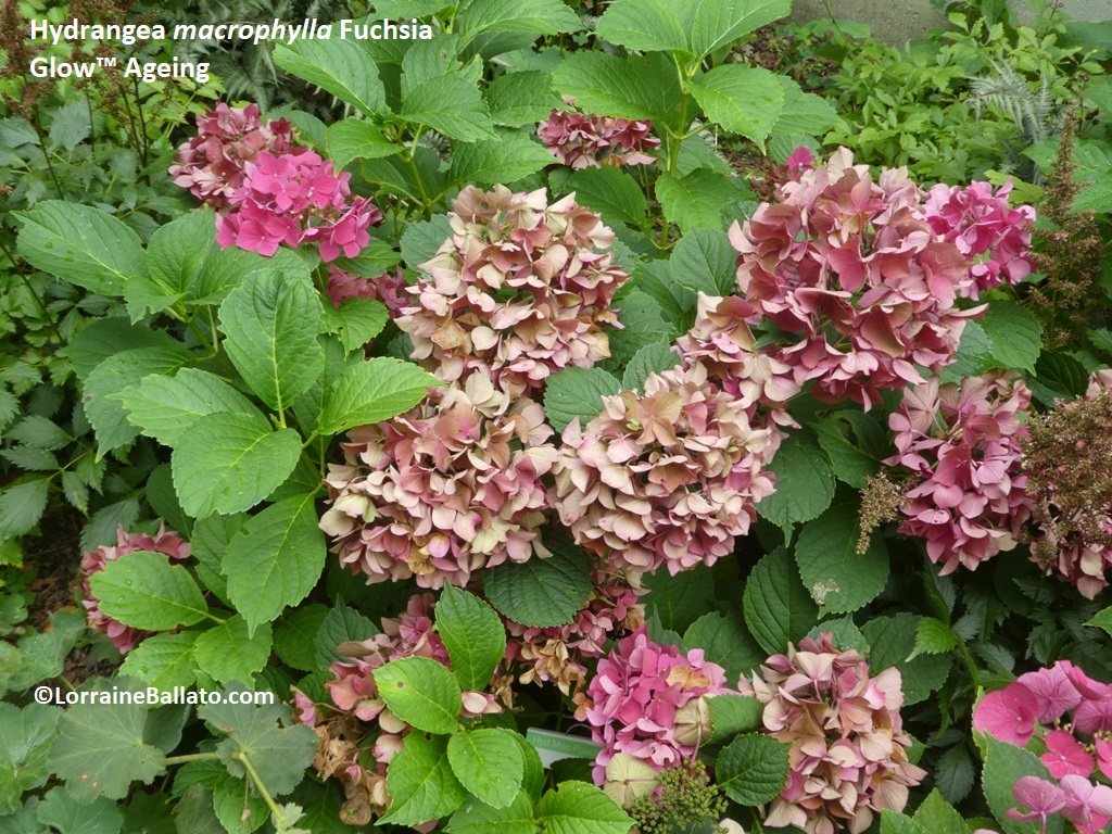 Big Leaf Hydrangea 'Fuchsia Glow' Ageing