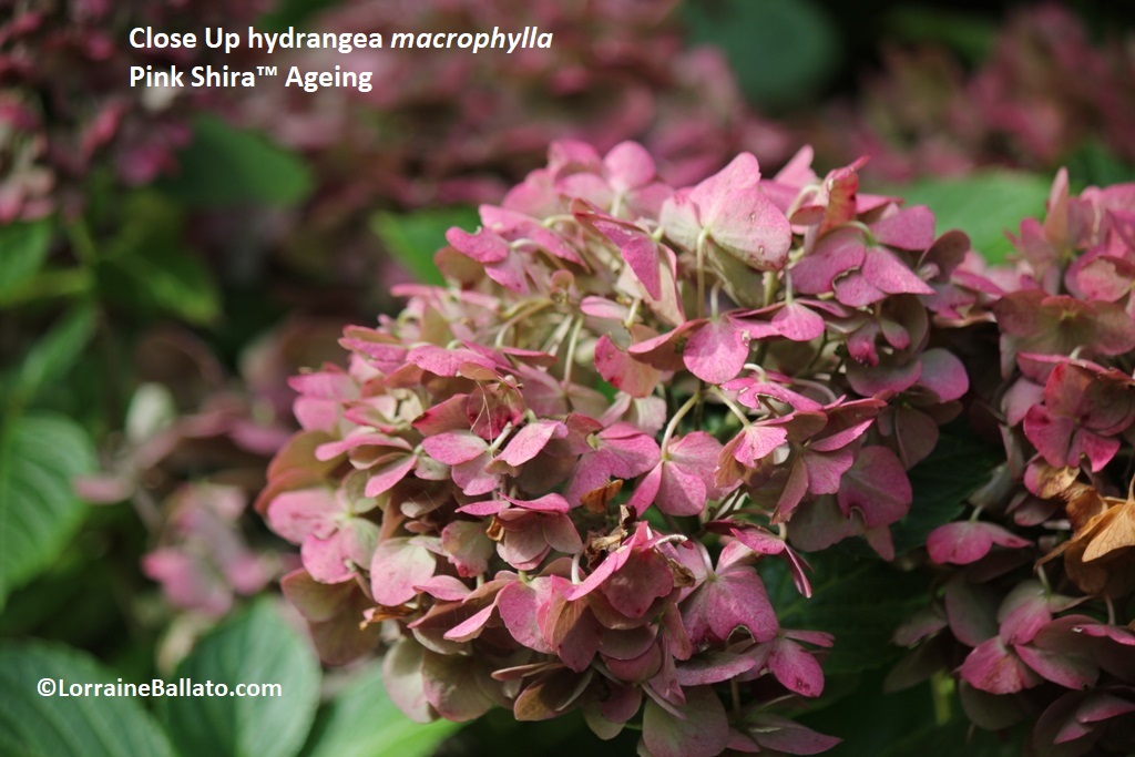 Close up big leaf hydrangea 'Pink Shira' Ageing
