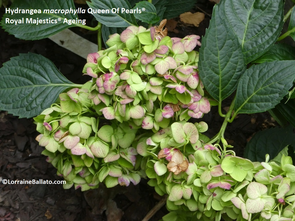 Big Leaf Hydrangea 'Queens Of Pearls' Ageing