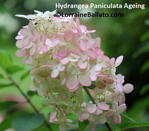 Hydrangea Paniculata Ageing