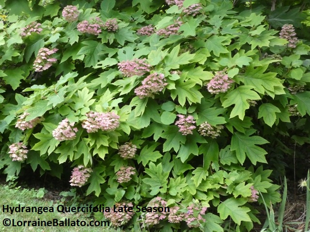 Hydrangea Quercifolia Late Season