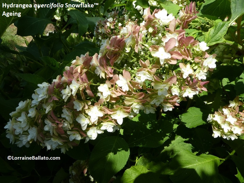 Oak Leaf hydrangea 'Snowflake' Ageing