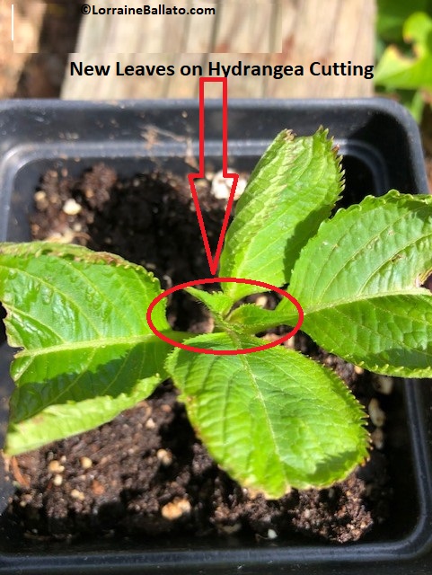 Hydrangea Cutting With New Leaves