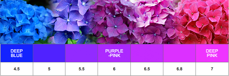 Hydrangea flower color chart with pH noted