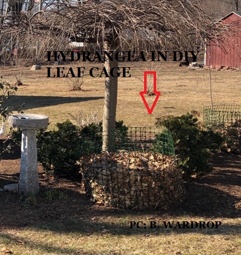 Hydrangea in DIY Leaf Cage
