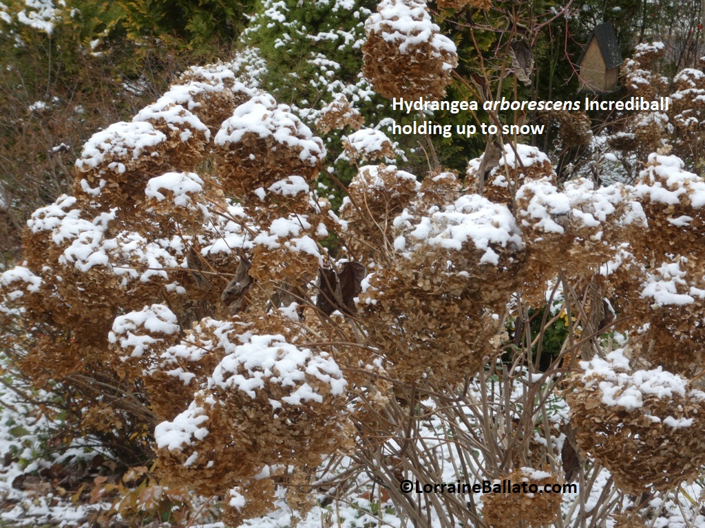 Hydrangea Arborescens Incrediball Holding Up To Snow