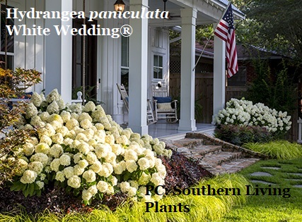 Hydrangea paniculata White Wedding