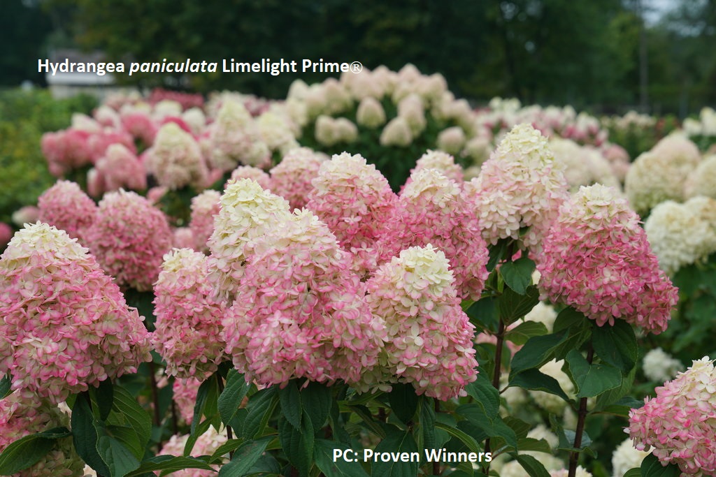 Hydrangea paniculata Limelight Prime