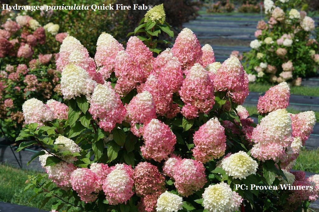 Hydrangea paniculata Quick Fire Fab